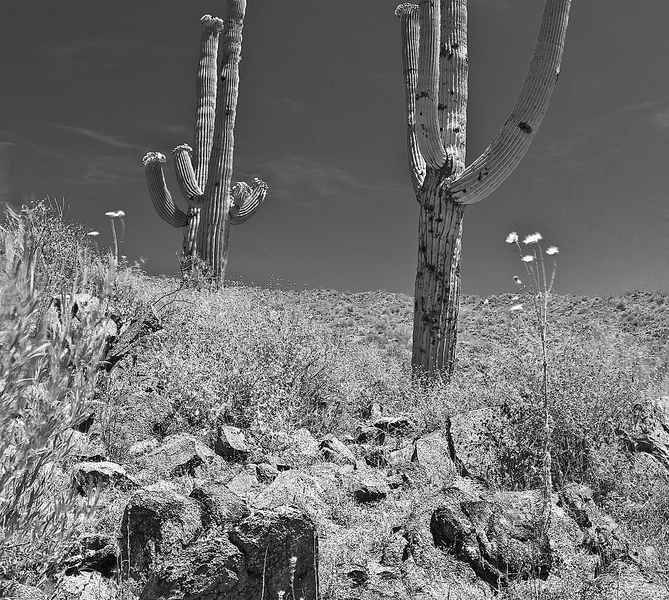 Suguaro : Arizona : Bruno Mahlmann Photography - Washington, DC Photographer