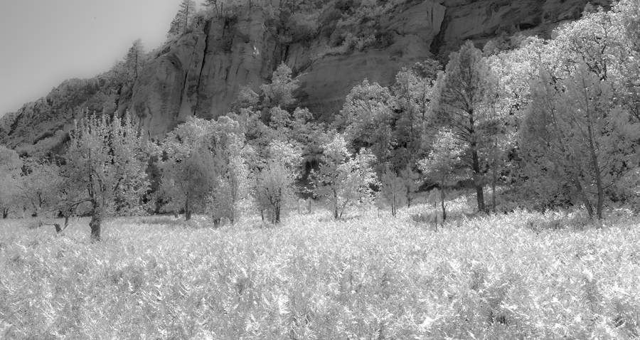 Meadow : Arizona : Bruno Mahlmann Photography - Washington, DC Photographer