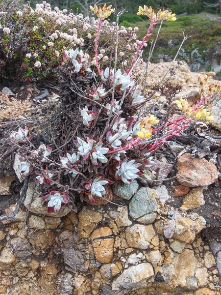  : Point Lobos : Bruno Mahlmann Photography - Washington, DC Photographer