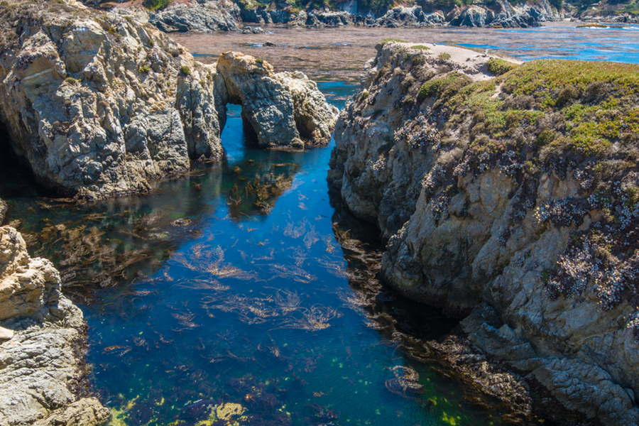  : Point Lobos : Bruno Mahlmann Photography - Washington, DC Photographer