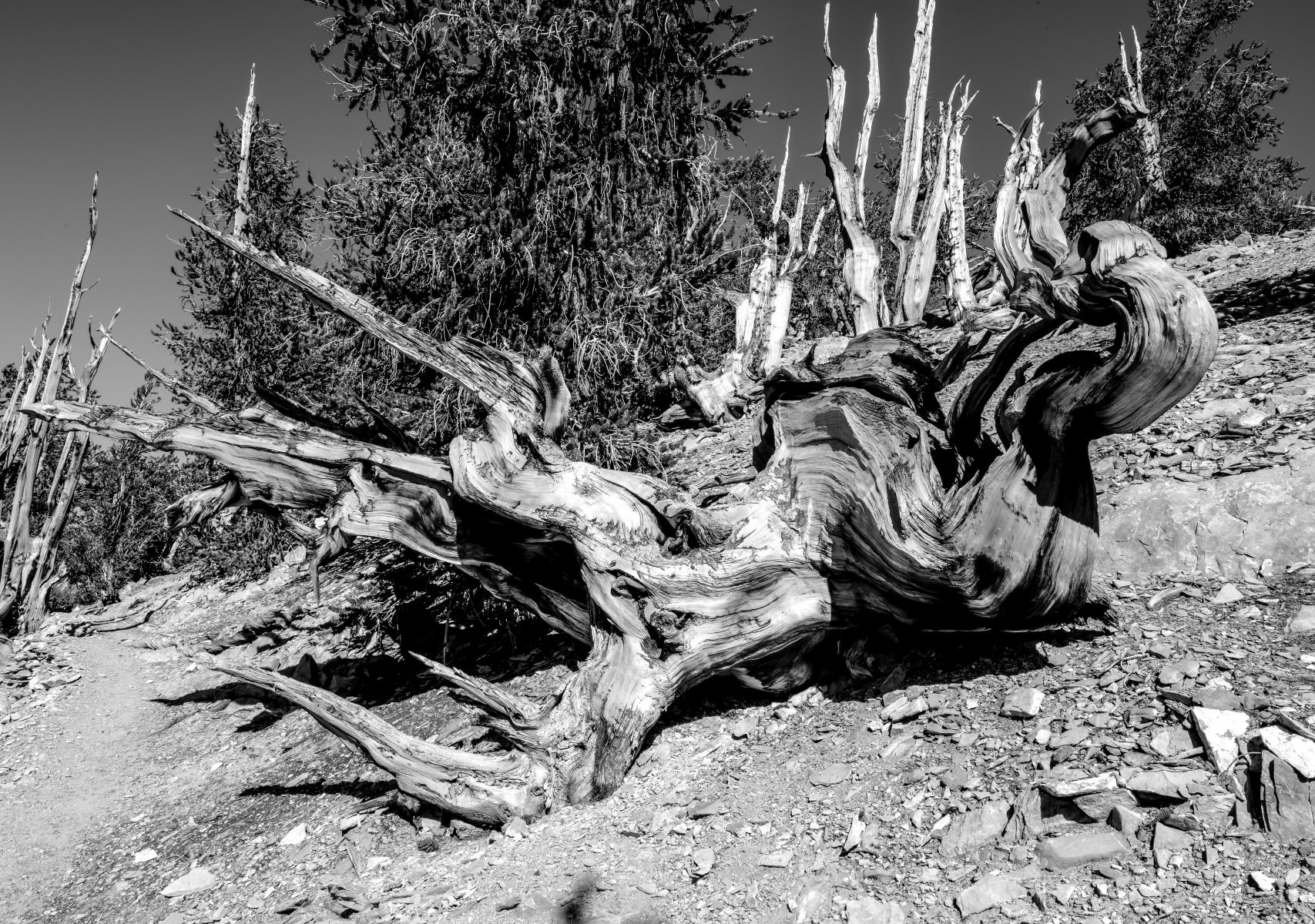 Insect  : Bristlecone Pine Trees (B&W) : Bruno Mahlmann Photography - Washington, DC Photographer