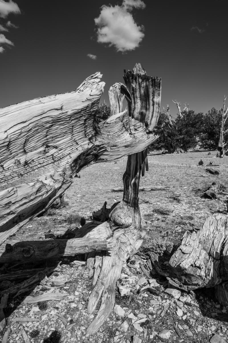Untitled 1 : Bristlecone Pine Trees (B&W) : Bruno Mahlmann Photography - Washington, DC Photographer