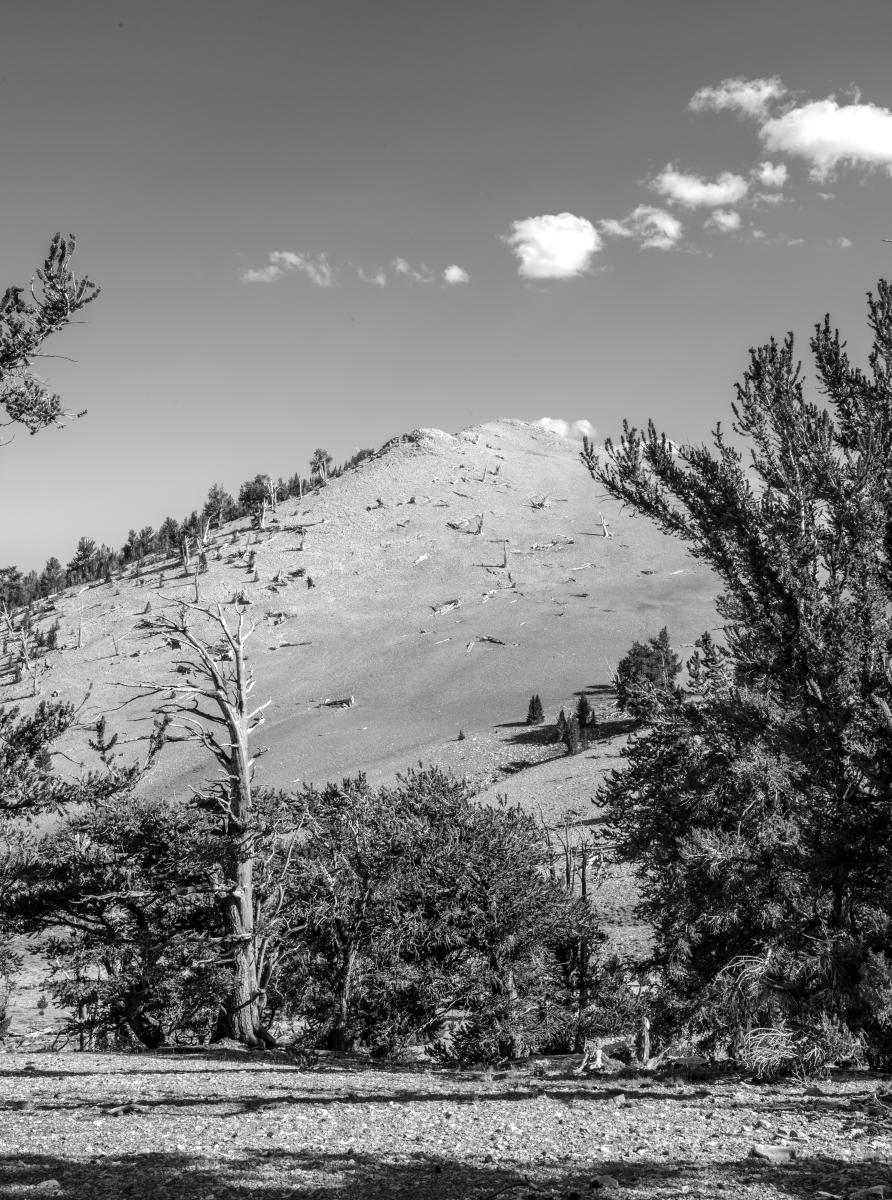 Vista 2 : Bristlecone Pine Trees (B&W) : Bruno Mahlmann Photography - Washington, DC Photographer