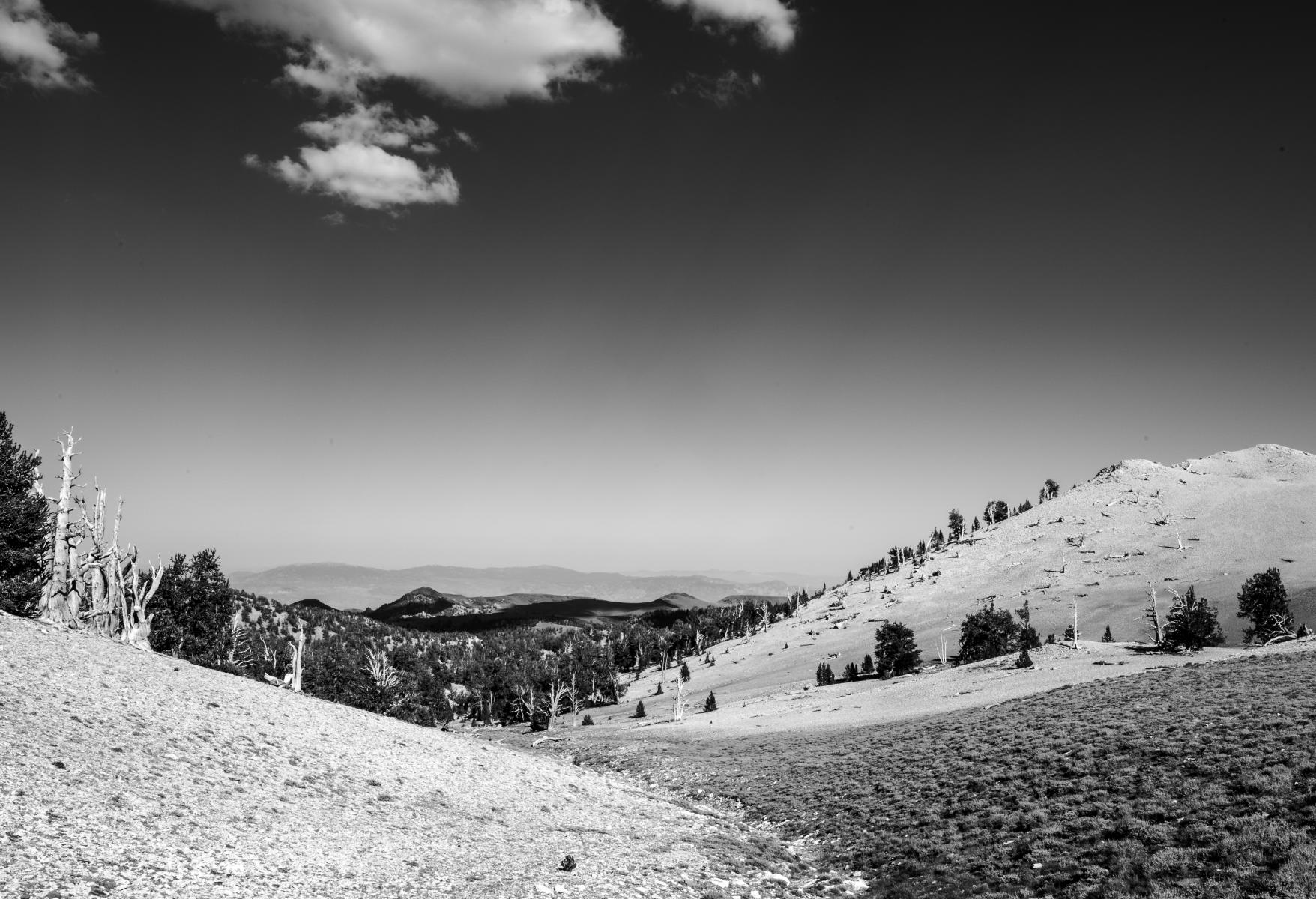 Vista 1 : Bristlecone Pine Trees (B&W) : Bruno Mahlmann Photography - Washington, DC Photographer