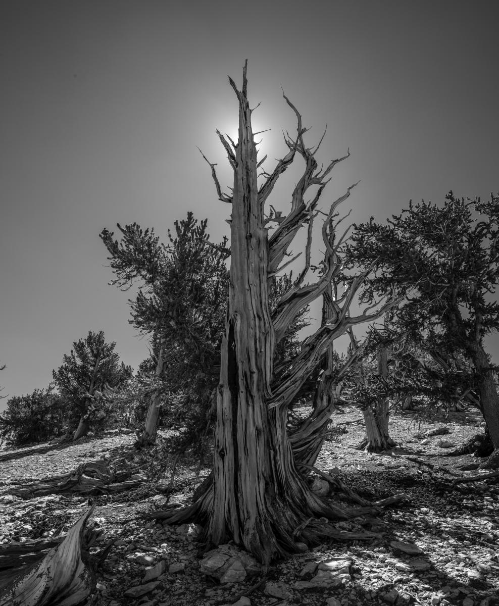 Sun Ray : Bristlecone Pine Trees (B&W) : Bruno Mahlmann Photography - Washington, DC Photographer