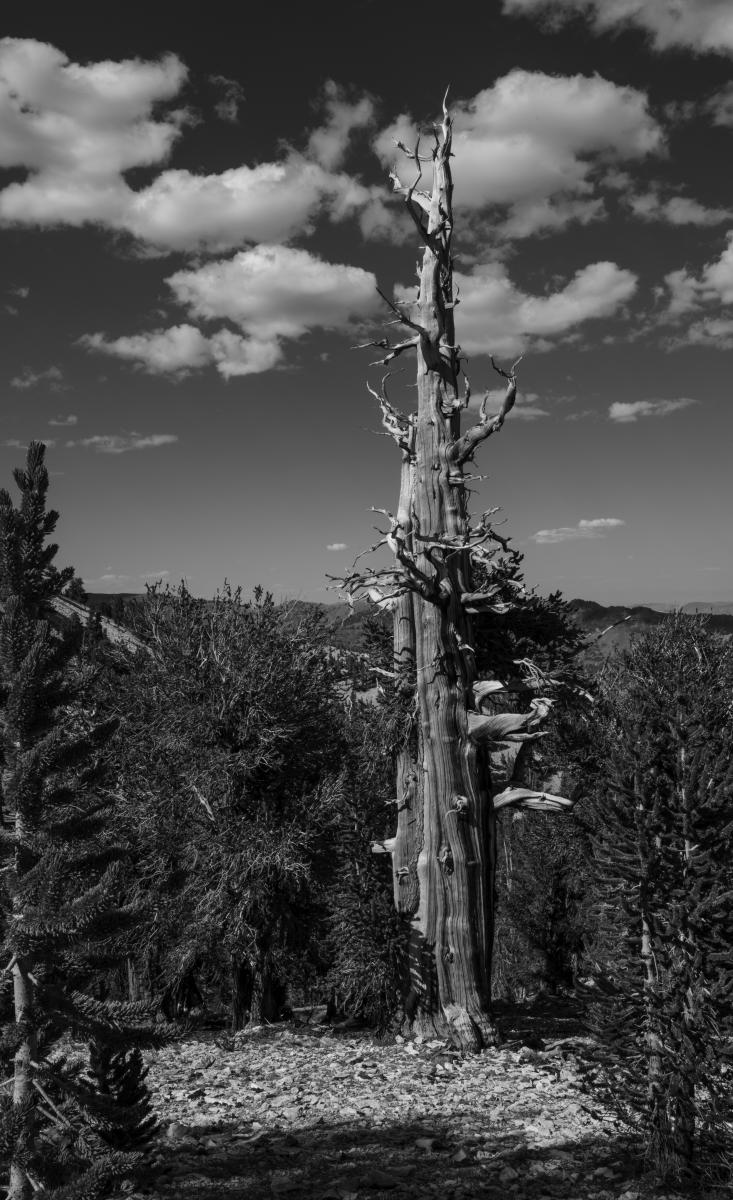 Baby : Bristlecone Pine Trees (B&W) : Bruno Mahlmann Photography - Washington, DC Photographer