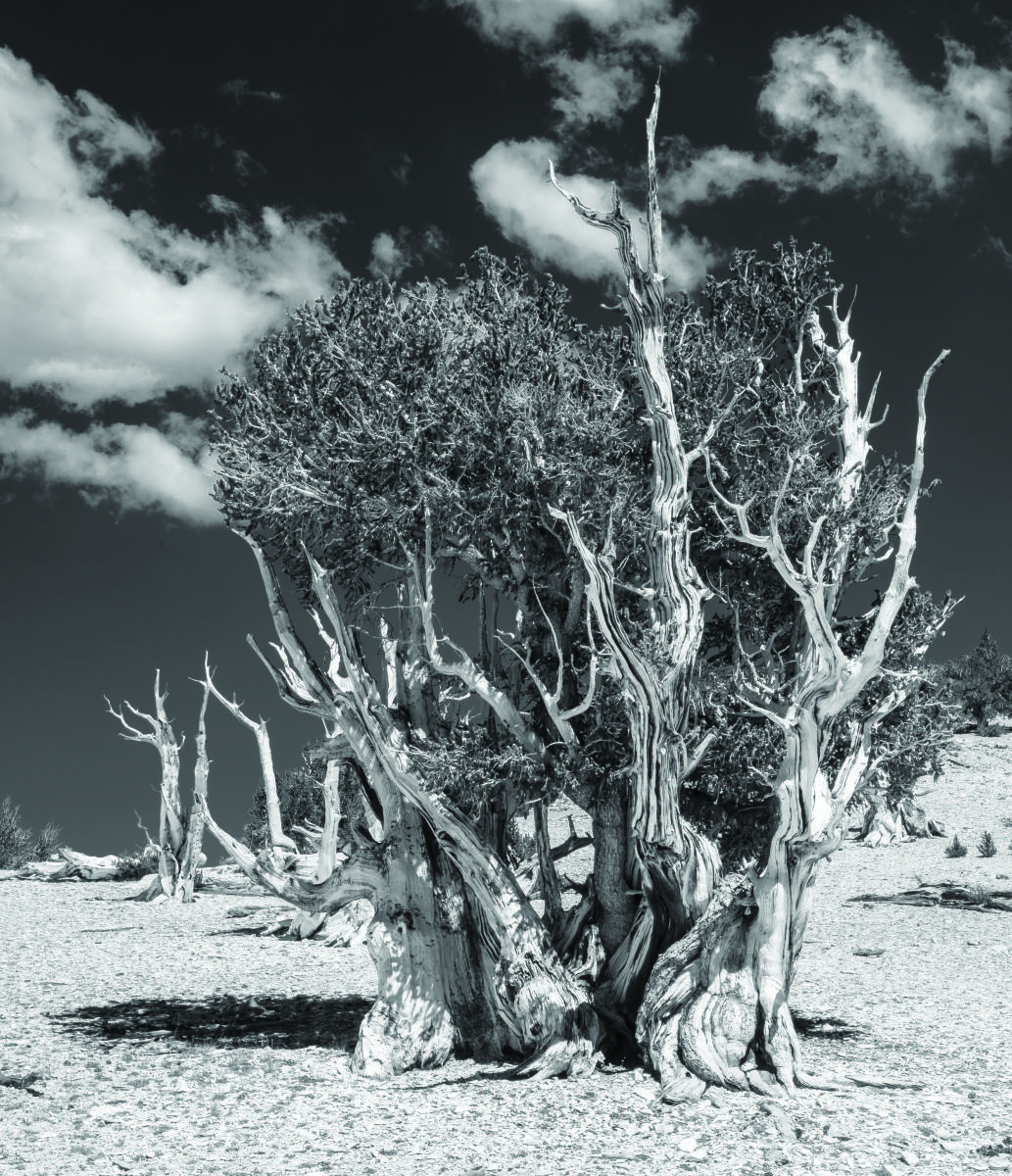 Safety For Shane : Bristlecone Pine Trees (B&W) : Bruno Mahlmann Photography - Washington, DC Photographer