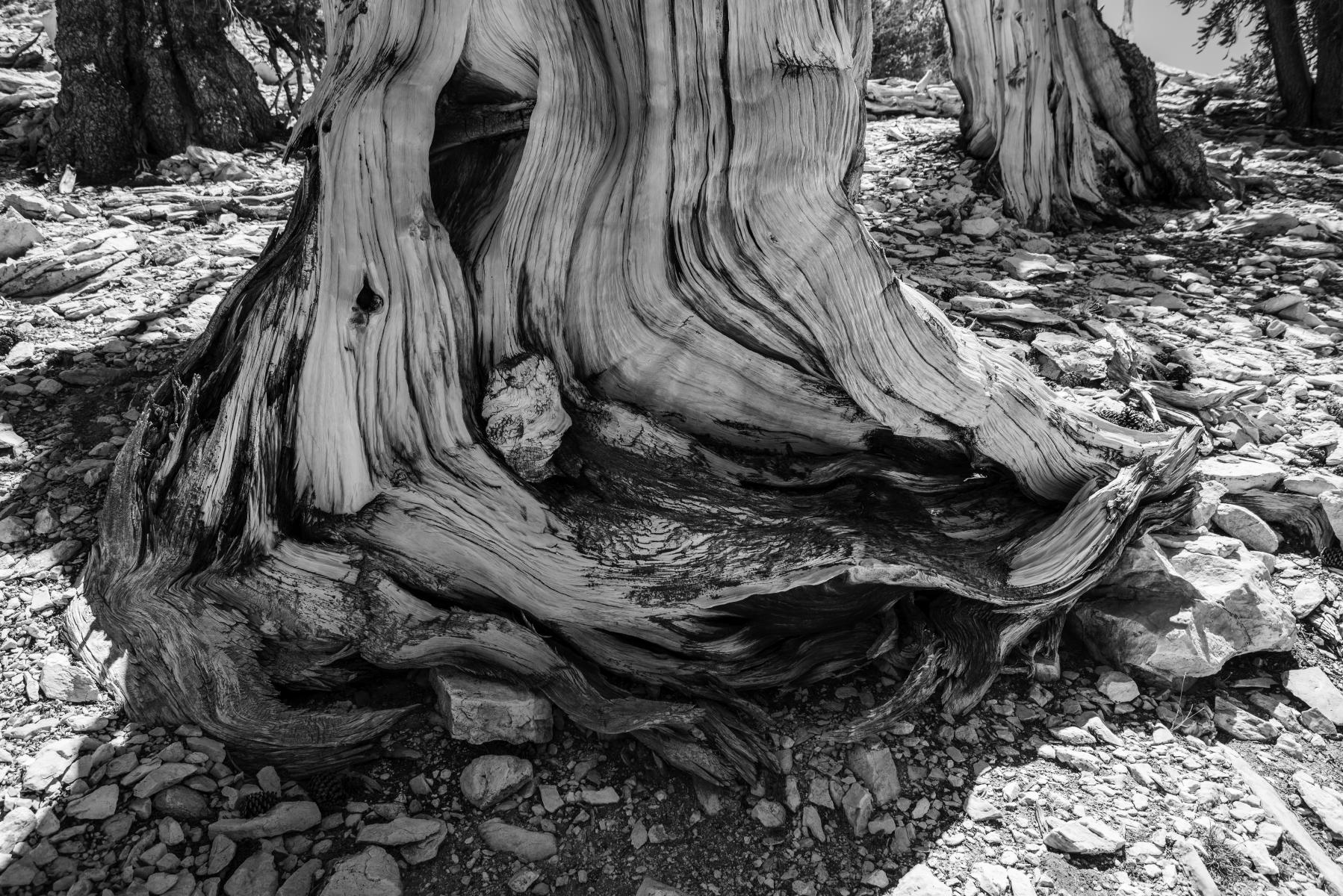 Knot : Bristlecone Pine Trees (B&W) : Bruno Mahlmann Photography - Washington, DC Photographer