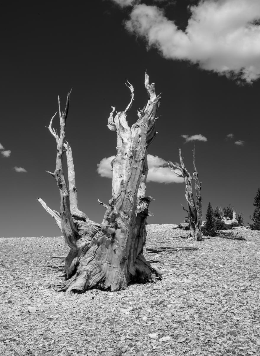 Monolith 1 : Bristlecone Pine Trees (B&W) : Bruno Mahlmann Photography - Washington, DC Photographer