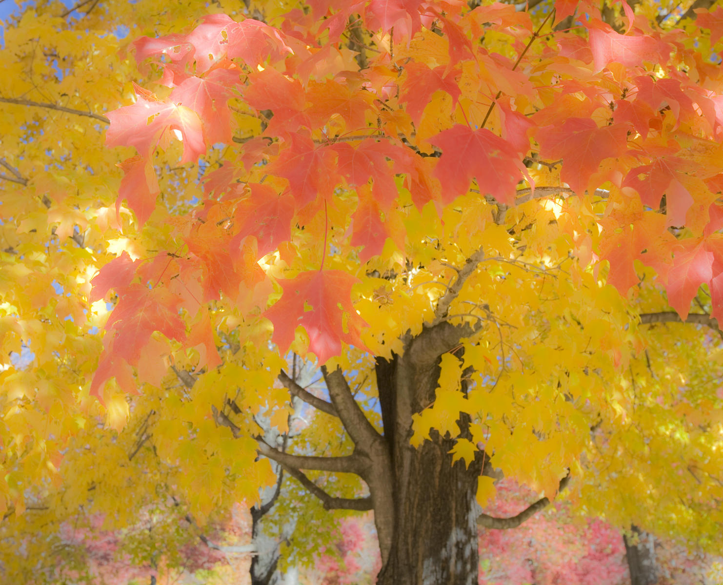 Fall Color - From the Autumn collection  : Sample Series Images : Bruno Mahlmann Photography - Washington, DC Photographer