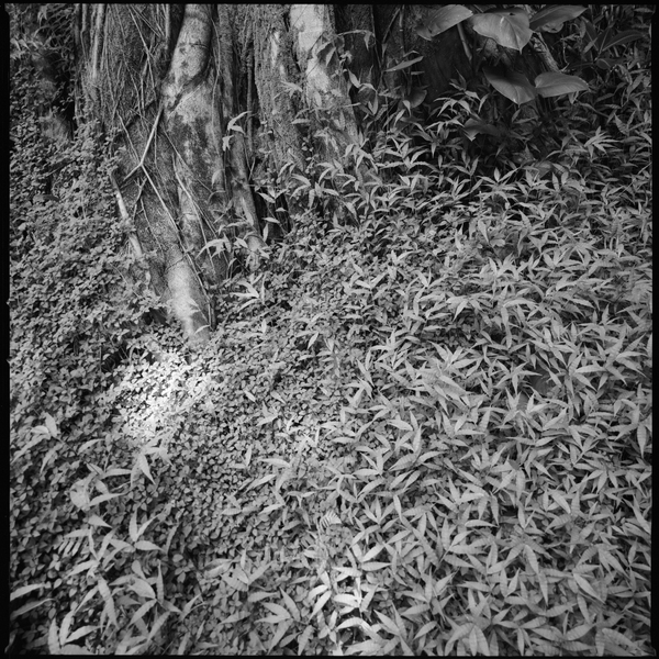 Tree Trunk - Hawaii : Landscape : Bruno Mahlmann Photography - Washington, DC Photographer