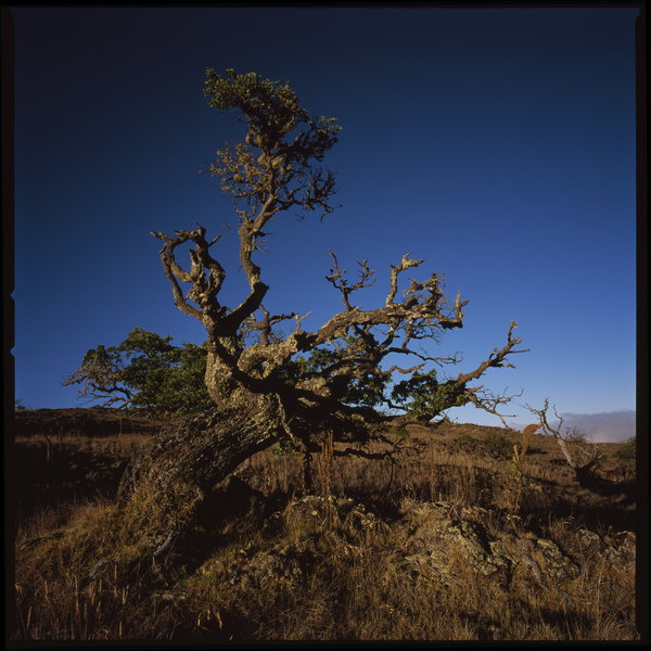 Tree - Hawaii : Landscape : Bruno Mahlmann Photography - Washington, DC Photographer